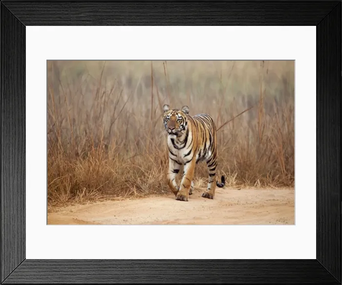 Framed Print : Picture No. 10899573 Framed Print : Picture No. 10899573
