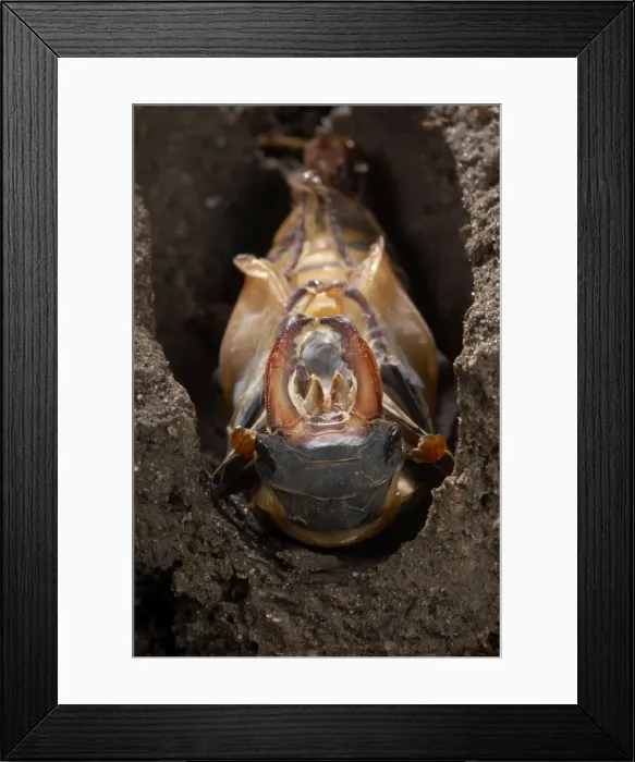 Framed Print : Picture No. 10896357 Framed Print : Picture No. 10896357