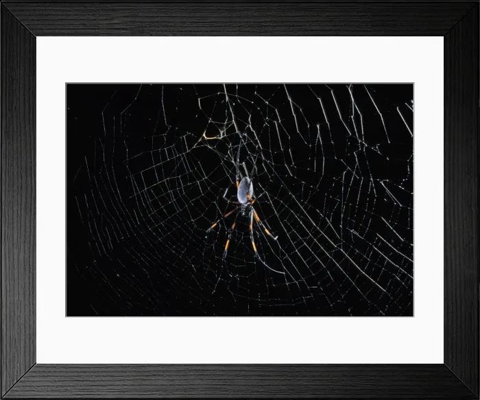 Framed Print : Picture No. 10896317 Framed Print : Picture No. 10896317