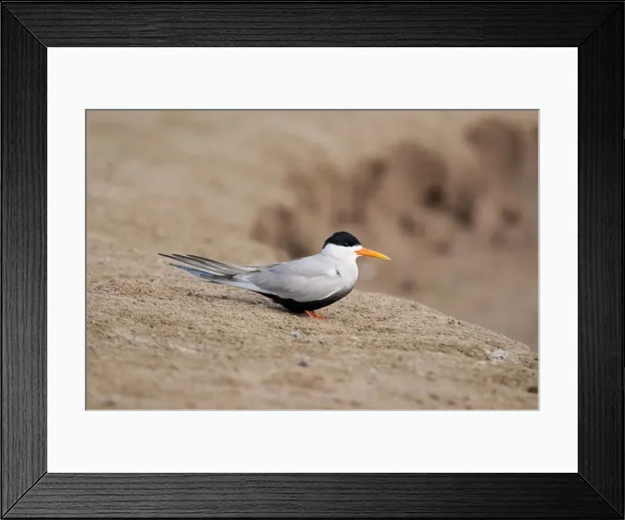 Framed Print : Picture No. 10899583 Framed Print : Picture No. 10899583
