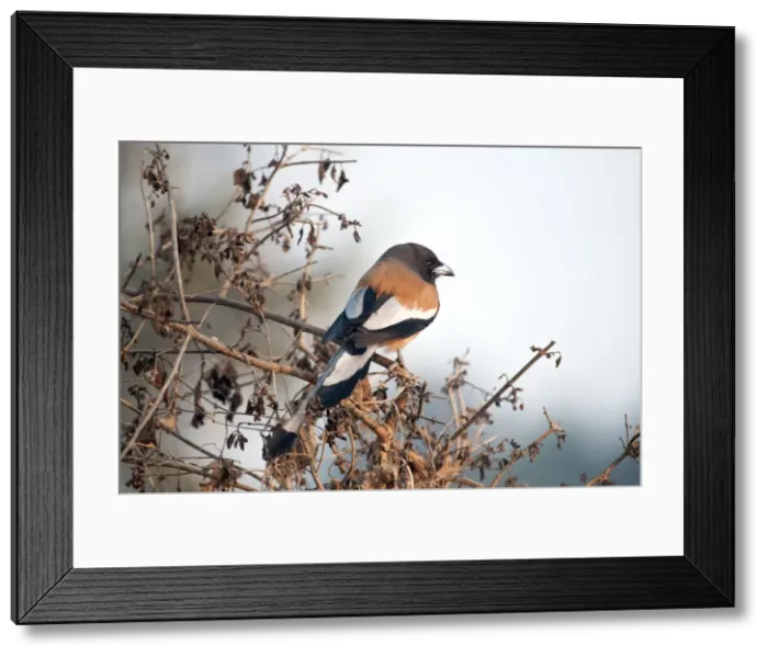 Framed Print : Picture No. 10899579 Framed Print : Picture No. 10899579