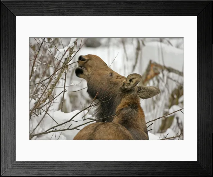 Framed Print : Picture No. 10874255 Framed Print : Picture No. 10874255