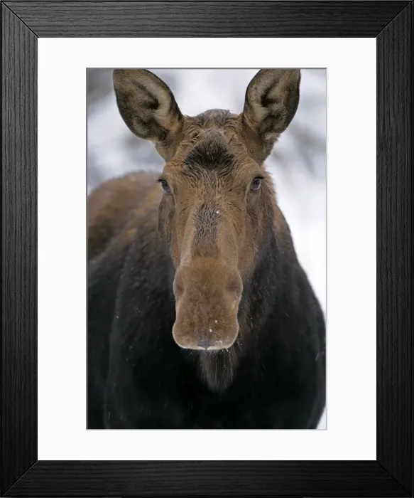 Framed Print : Picture No. 10874256 Framed Print : Picture No. 10874256