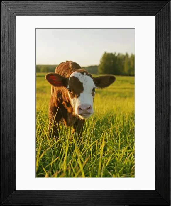 Framed Print : Picture No. 10874260 Framed Print : Picture No. 10874260