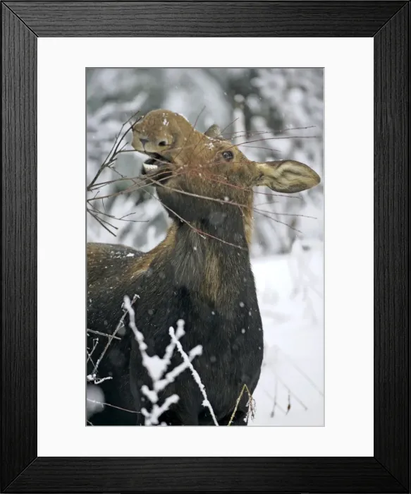 Framed Print : Picture No. 10874257 Framed Print : Picture No. 10874257