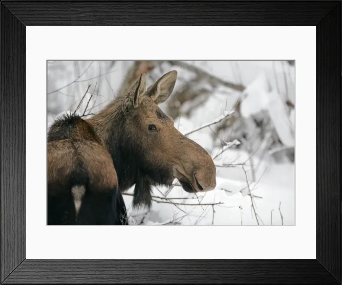 Framed Print : Picture No. 10874254 Framed Print : Picture No. 10874254