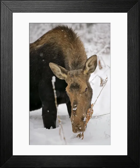 Framed Print : Picture No. 10874259 Framed Print : Picture No. 10874259