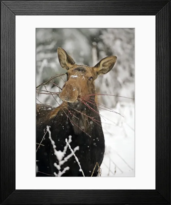 Framed Print : Picture No. 10874258 Framed Print : Picture No. 10874258