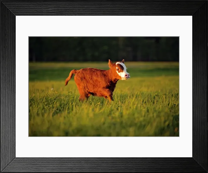 Framed Print : Picture No. 10874265 Framed Print : Picture No. 10874265