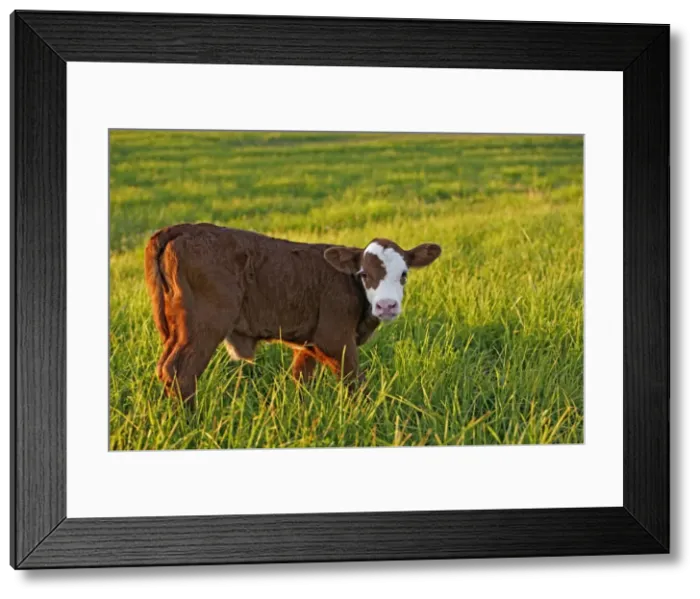 Framed Print : Picture No. 10874264 Framed Print : Picture No. 10874264