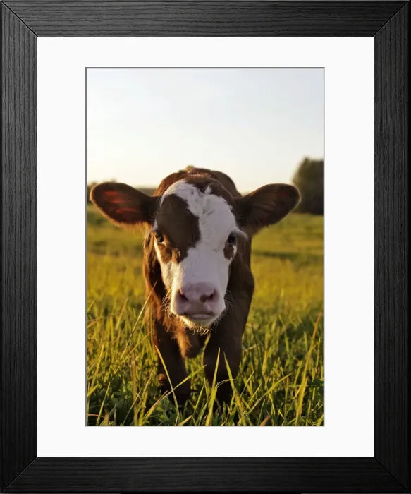 Framed Print : Picture No. 10874261 Framed Print : Picture No. 10874261