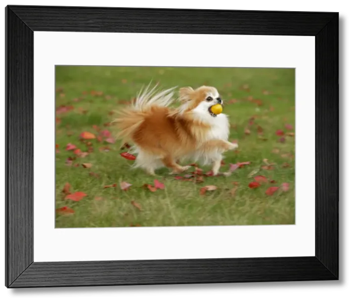 Framed Print : Picture No. 10874267 Framed Print : Picture No. 10874267