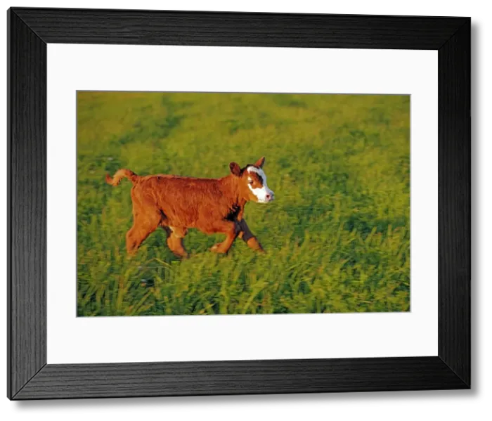 Framed Print : Picture No. 10874262 Framed Print : Picture No. 10874262