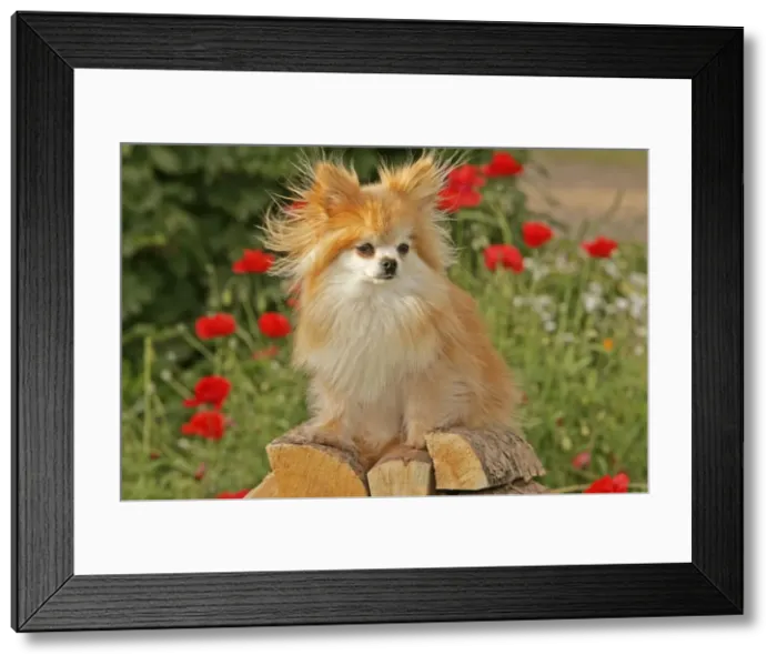 Framed Print : Picture No. 10874268 Framed Print : Picture No. 10874268