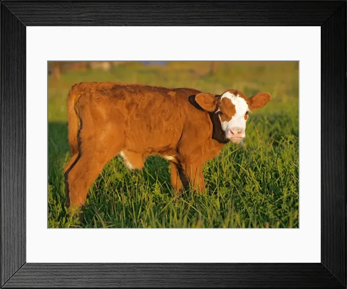 Framed Print : Picture No. 10874263 Framed Print : Picture No. 10874263