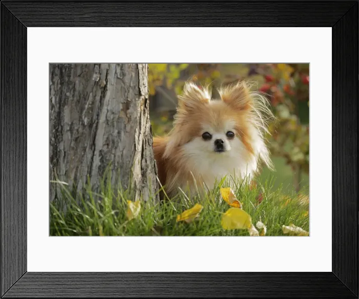 Framed Print : Picture No. 10874272 Framed Print : Picture No. 10874272