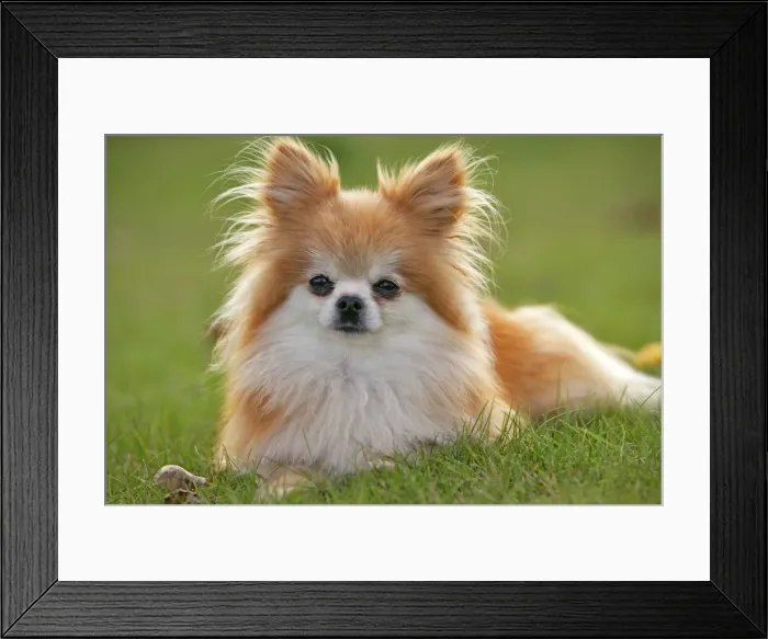Framed Print : Picture No. 10874271 Framed Print : Picture No. 10874271