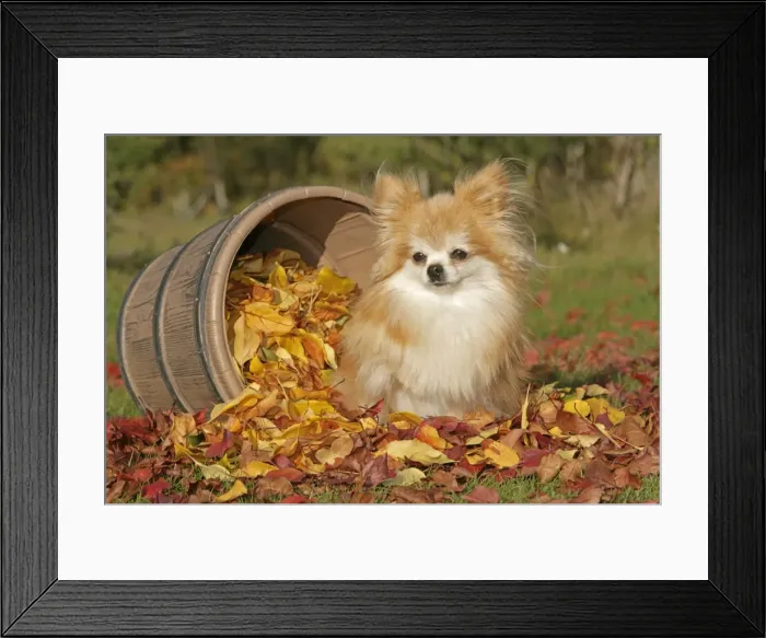 Framed Print : Picture No. 10874269 Framed Print : Picture No. 10874269