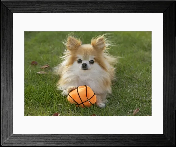 Framed Print : Picture No. 10874273 Framed Print : Picture No. 10874273