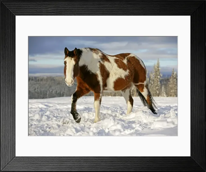 Framed Print : Picture No. 10874276 Framed Print : Picture No. 10874276