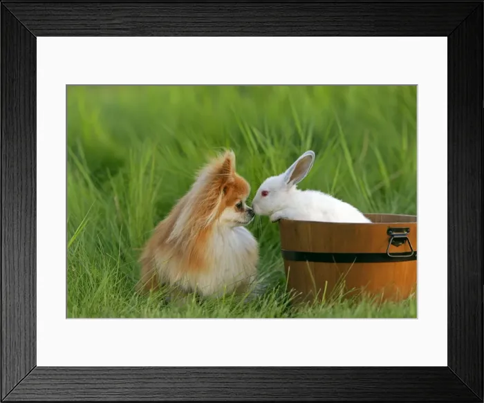 Framed Print : Picture No. 10874275 Framed Print : Picture No. 10874275