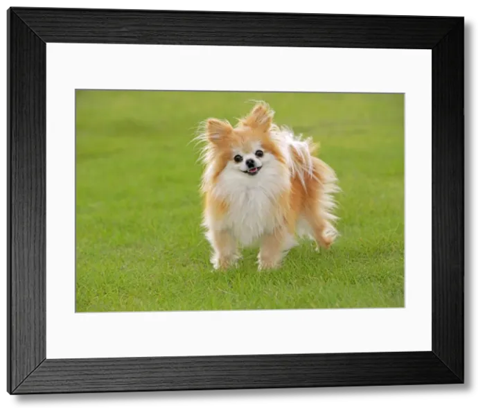 Framed Print : Picture No. 10874270 Framed Print : Picture No. 10874270