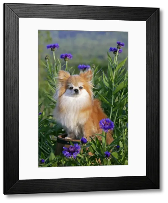 Framed Print : Picture No. 10874274 Framed Print : Picture No. 10874274