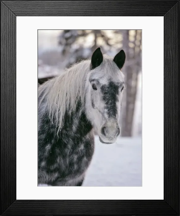Framed Print : Picture No. 10874279 Framed Print : Picture No. 10874279