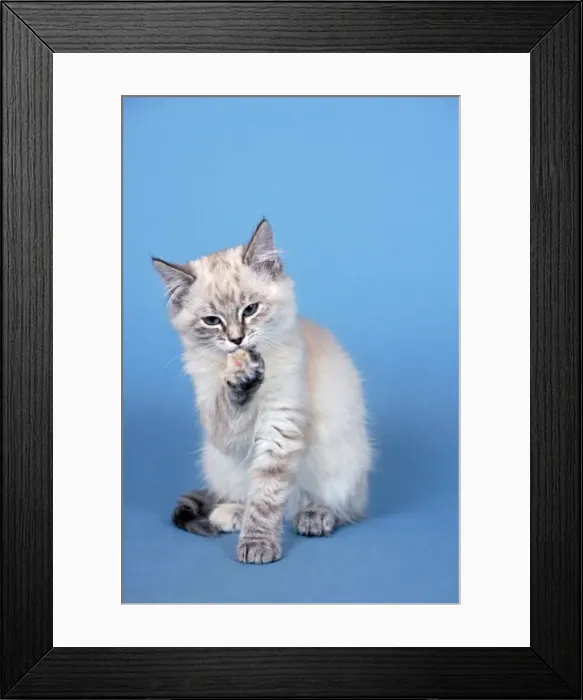 Framed Print : Picture No. 10874281