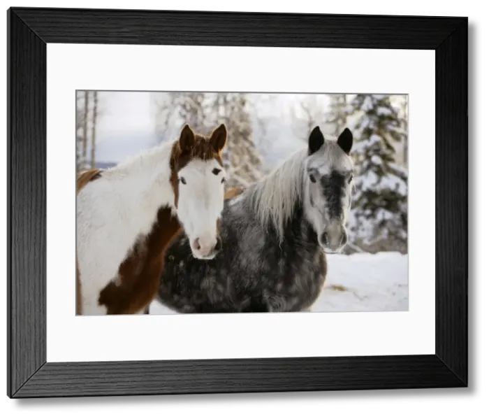 Framed Print : Picture No. 10874278 Framed Print : Picture No. 10874278