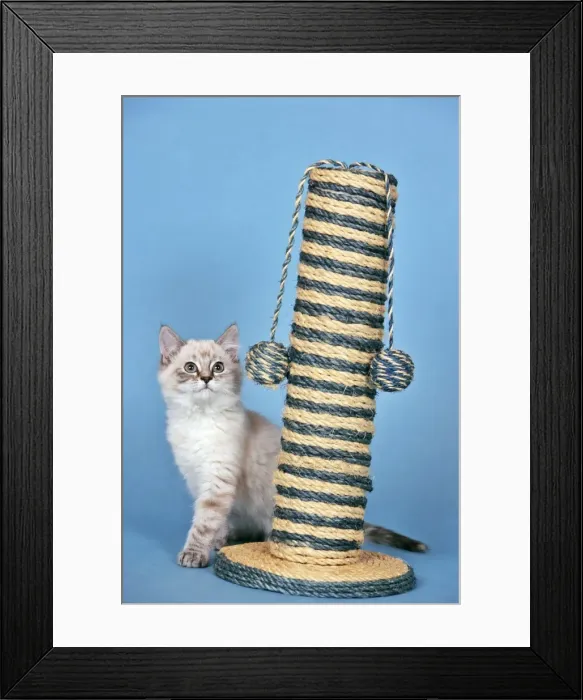Framed Print : Picture No. 10874283