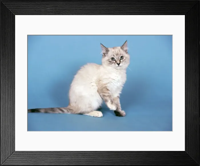 Framed Print : Picture No. 10874282 Framed Print : Picture No. 10874282