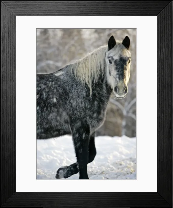 Framed Print : Picture No. 10874280 Framed Print : Picture No. 10874280