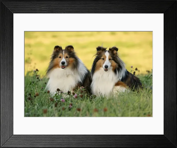 Framed Print : Picture No. 10874288 Framed Print : Picture No. 10874288