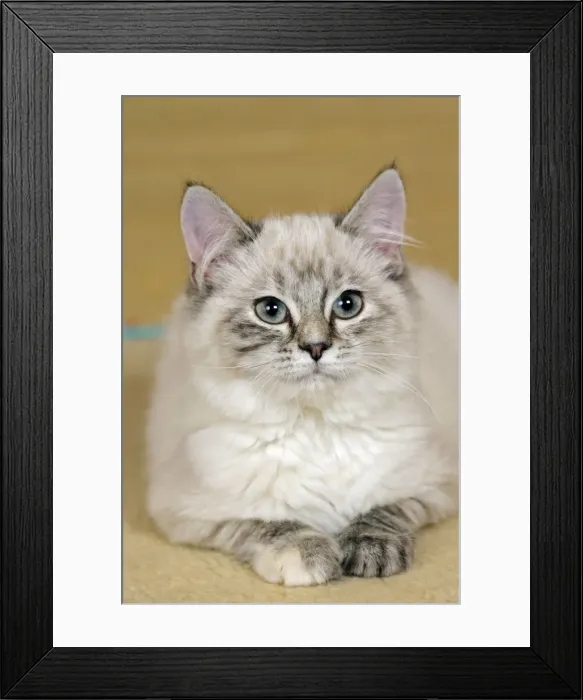 Framed Print : Picture No. 10874284