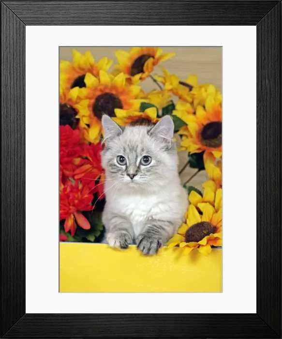 Framed Print : Picture No. 10874289 Framed Print : Picture No. 10874289
