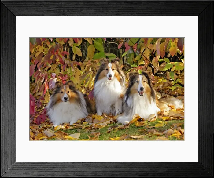 Framed Print : Picture No. 10874286 Framed Print : Picture No. 10874286