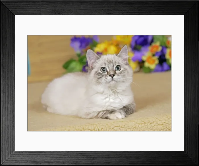 Framed Print : Picture No. 10874285 Framed Print : Picture No. 10874285
