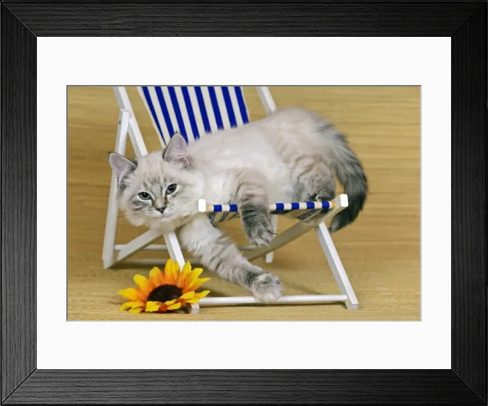 Framed Print : Picture No. 10874290