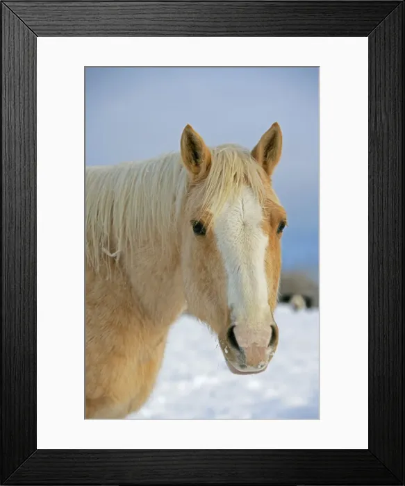 Framed Print : Picture No. 10874291 Framed Print : Picture No. 10874291