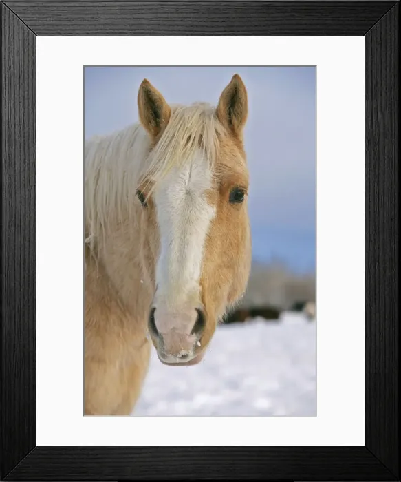 Framed Print : Picture No. 10874292 Framed Print : Picture No. 10874292