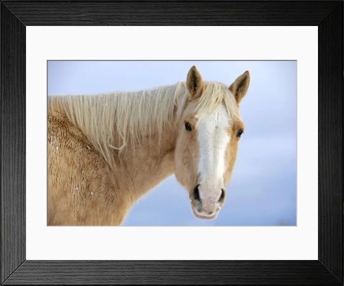 Framed Print : Picture No. 10874293 Framed Print : Picture No. 10874293