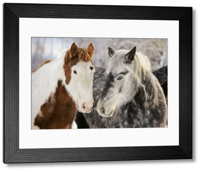 Framed Print : Picture No. 10874295 Framed Print : Picture No. 10874295