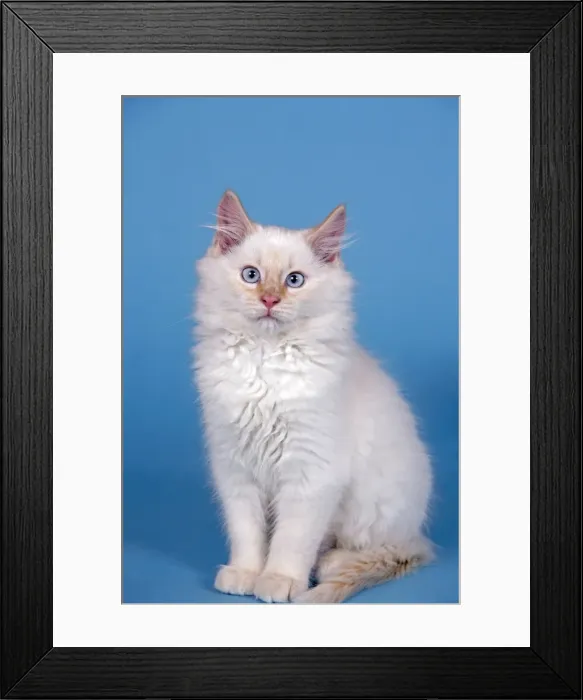Framed Print : Picture No. 10874297 Framed Print : Picture No. 10874297