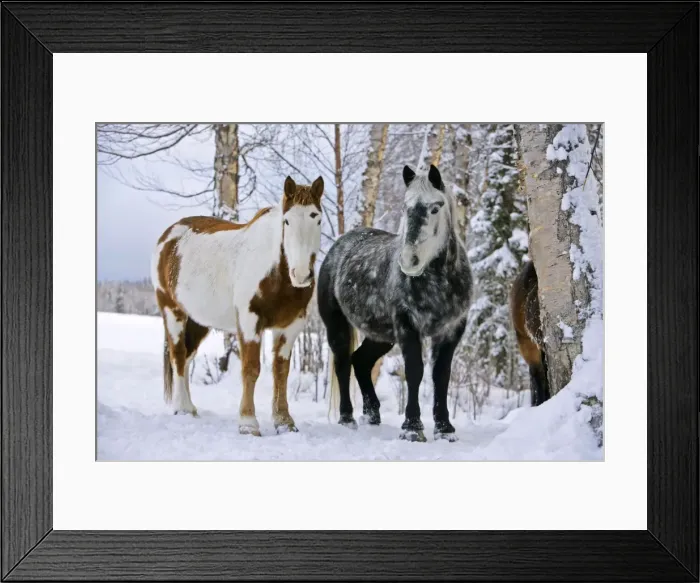 Framed Print : Picture No. 10874298 Framed Print : Picture No. 10874298