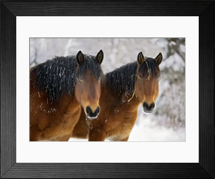 Framed Print : Picture No. 10874294 Framed Print : Picture No. 10874294