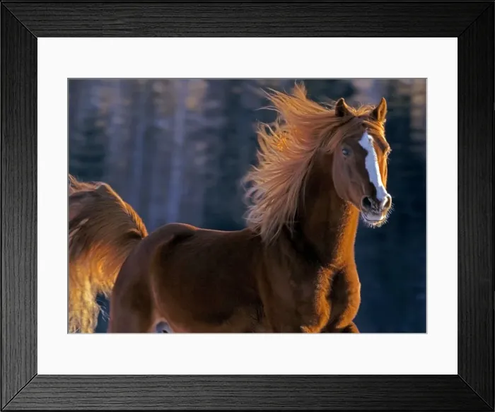 Framed Print : Picture No. 10874302 Framed Print : Picture No. 10874302