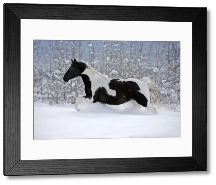Framed Print : Picture No. 10874299 Framed Print : Picture No. 10874299