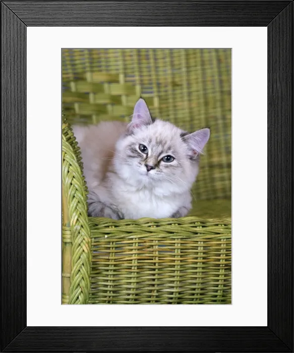 Framed Print : Picture No. 10874296 Framed Print : Picture No. 10874296