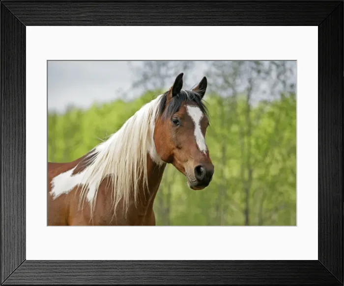 Framed Print : Picture No. 10874303 Framed Print : Picture No. 10874303